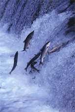 U.S. Army Corps Ordered to get Salmon past Yuba River Dams