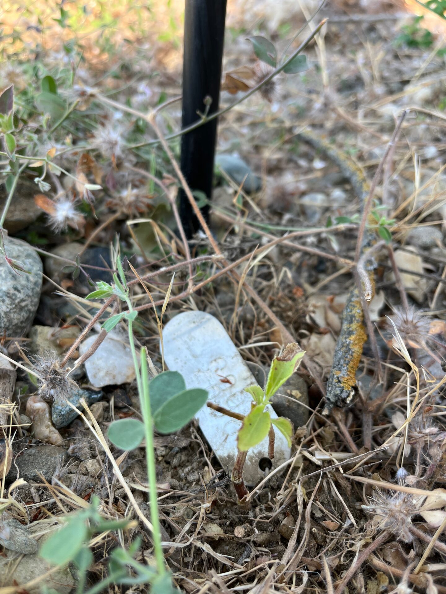 Hallwood Side Channel and Floodplain Restoration Project • SYRCL