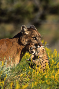 Mountain Lions – An Awesome Keystone Predator