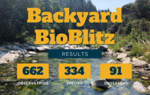 Backyard BioBlitz: Results