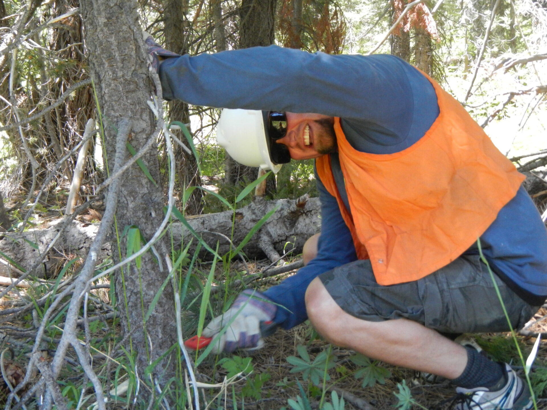 Jon Wilson, SYRCL staff, removes encroaching conifer