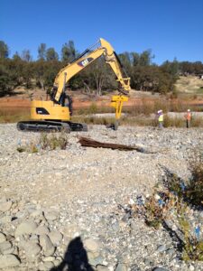 5,000 trees planted on the Lower Yuba River — Beaver Heaven!