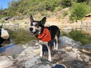 Hot Tips to Keep Your River Dog Cool: Can My Dog Get A Sunburn?