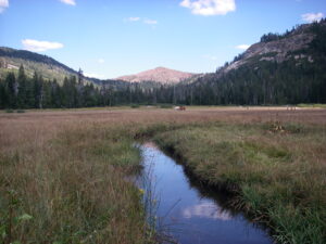 Sierra Nevada Conservancy Awards SYRCL a Grant for Restoration Work in Loney Meadows