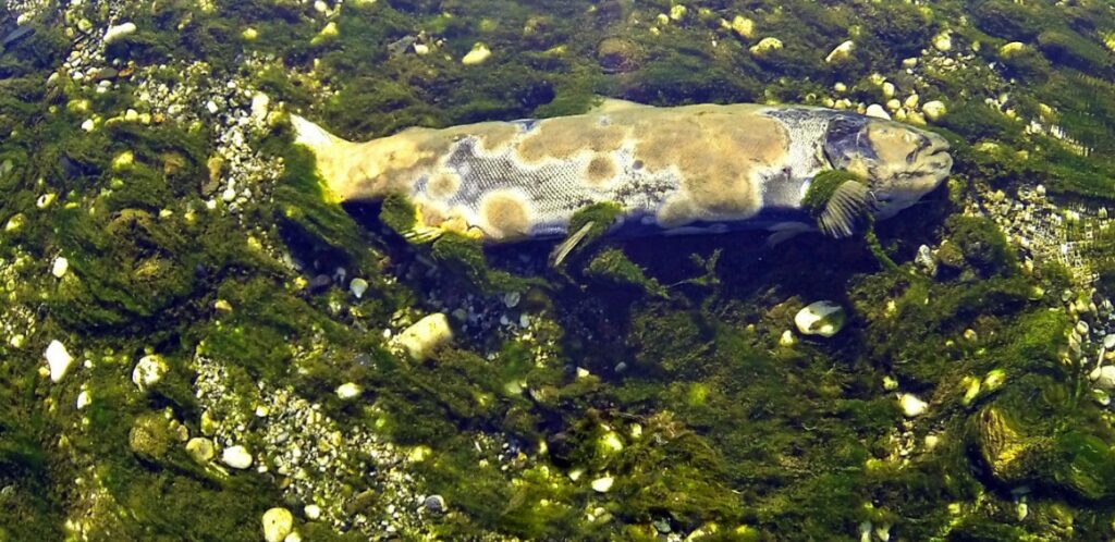 Spawned out Chinook salmon, slowly decomposing, and giving back to the ecosystem. Photo: Jon Baiocchi
