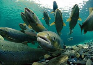 Action Alert: Tell FERC to Improve Salmon Conditions for the Yuba