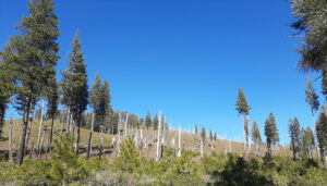 North Yuba Forest Partnership News: Tahoe National Forest Issues the Record of Decision for its North Yuba Landscape Resilience Project