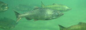 Salmon Return Numbers: October Rush